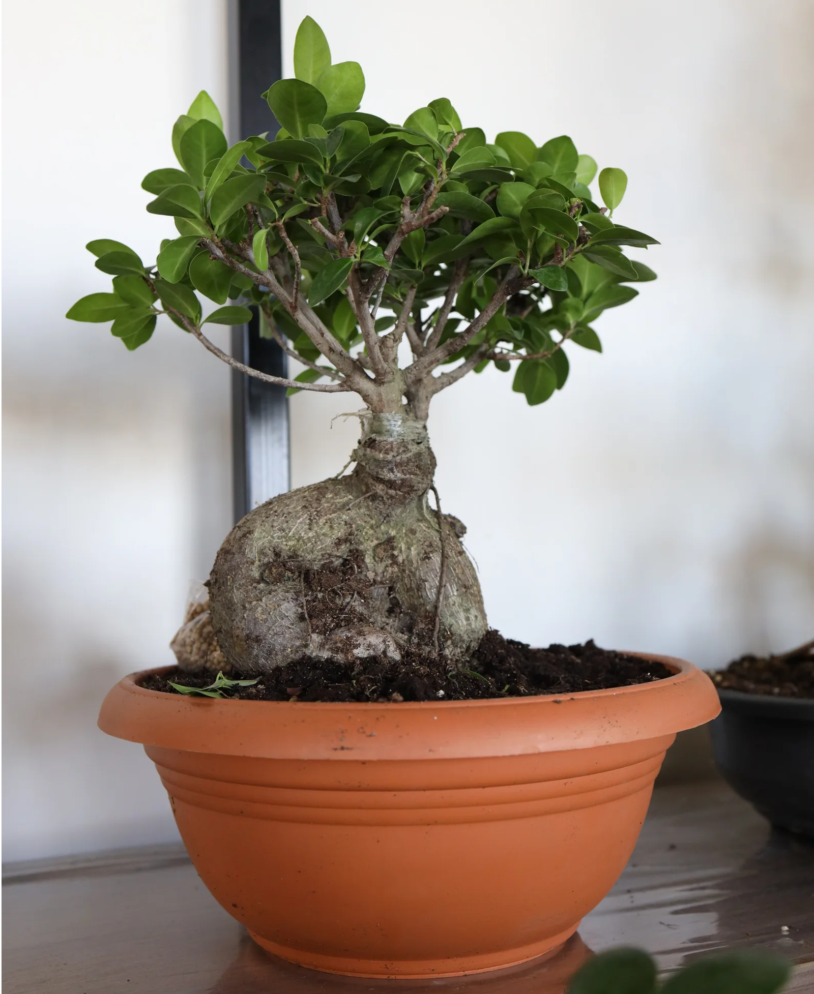 Bonsai