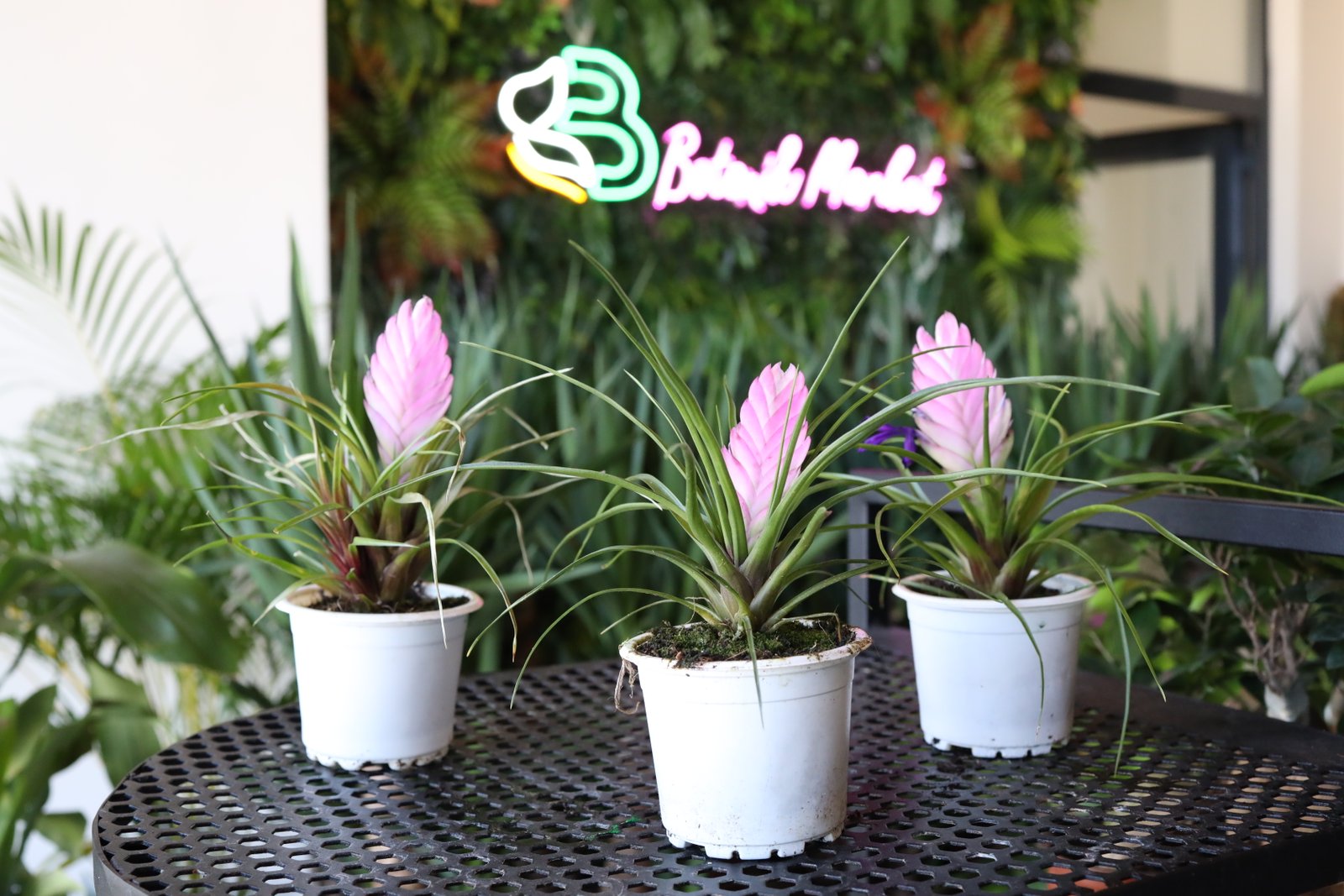 Tillandsia (Havva) Bitkisi