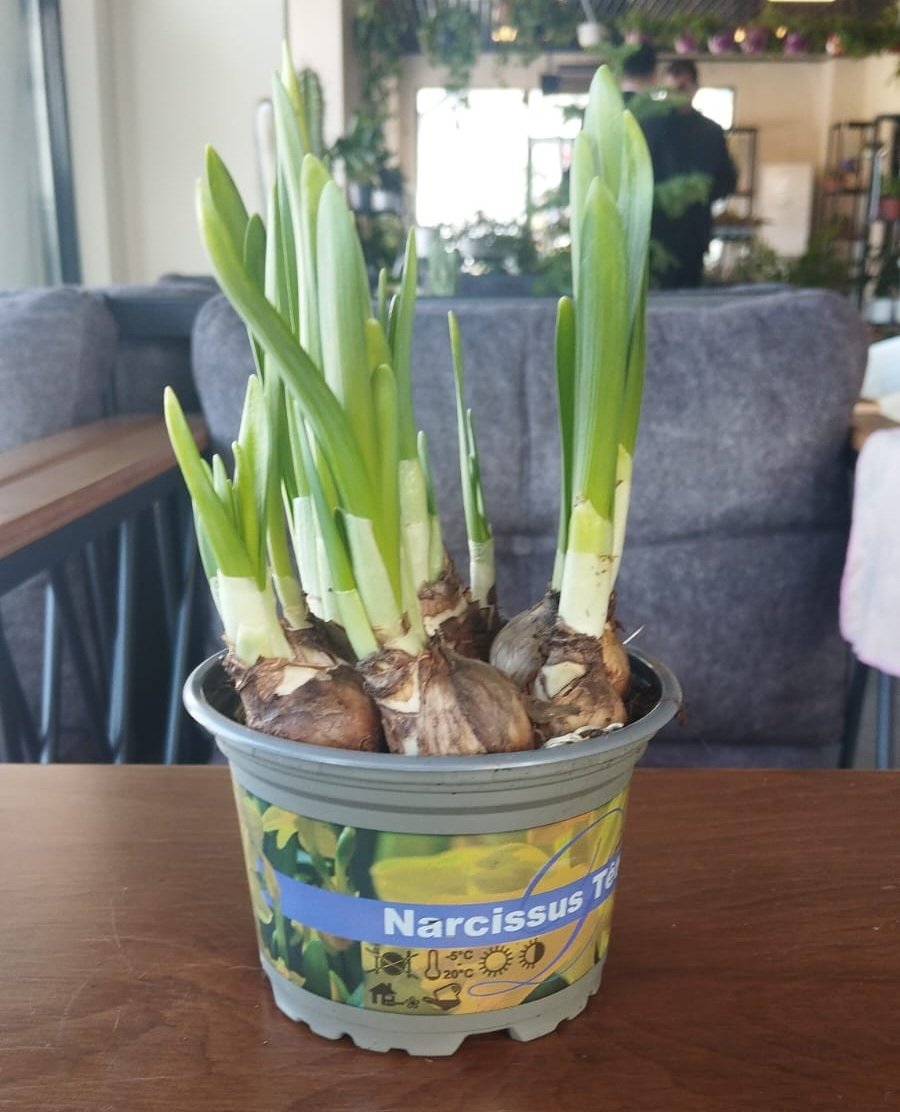 Kokulu Nergis Çiçeği