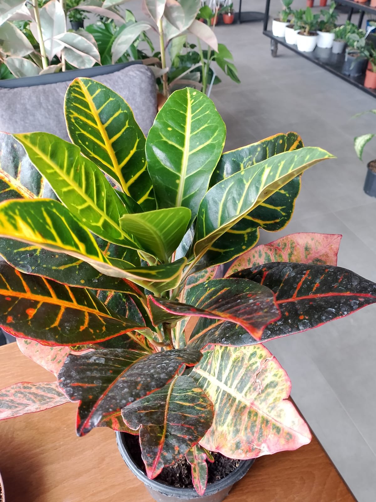 Croton Petra