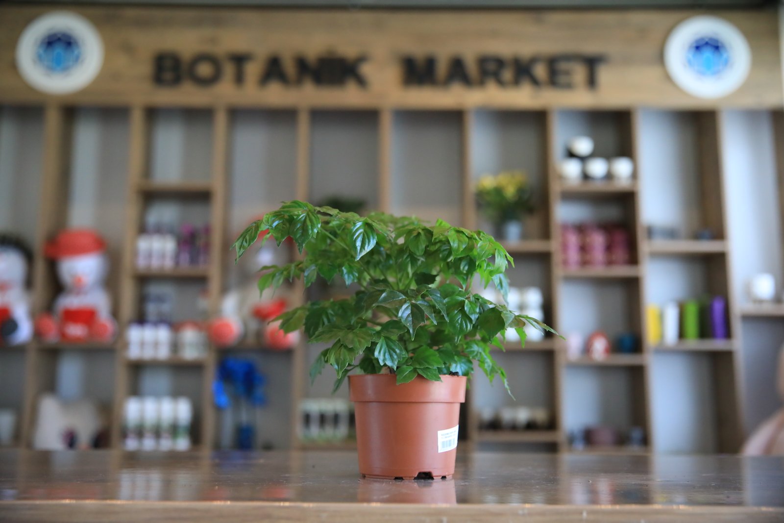 Coffea Arabica
