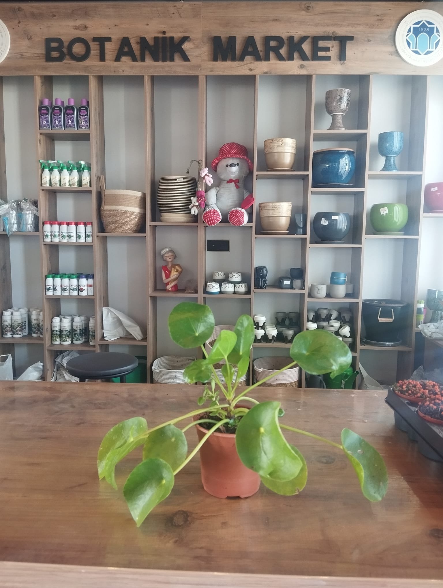Pilea